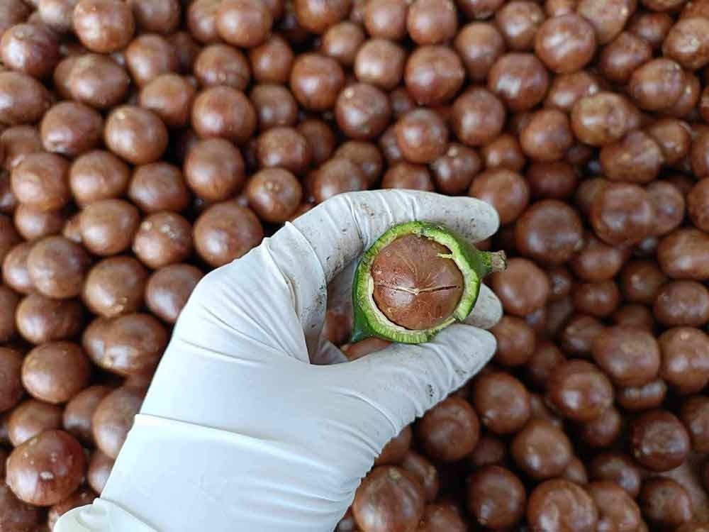 Cây xen canh thành ‘mỏ vàng xanh’, nông dân Đắk Lắk trúng đậm khi buôn 'nữ hoàng quả khô' với giá 100.000 đồng/kg