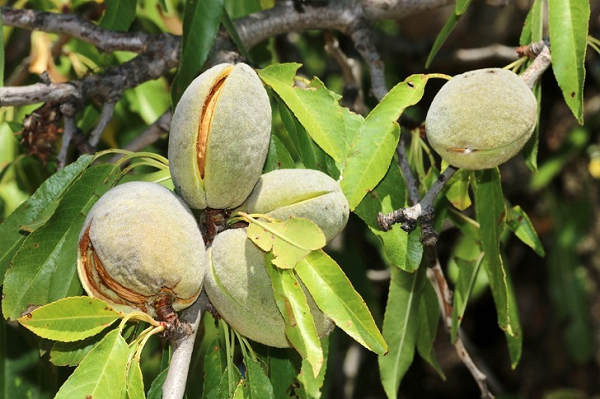 Loại hạt được đánh giá 'bổ bậc nhất thế giới', Việt Nam cũng trồng được, giá cả ra sao?