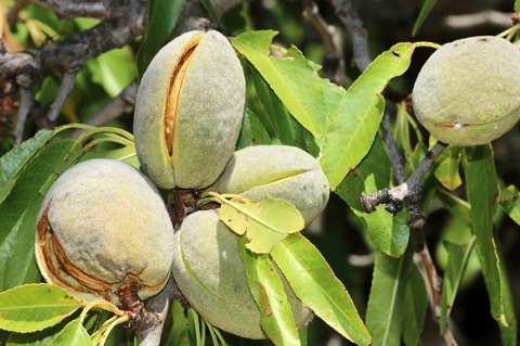 Loại hạt được đánh giá 'bổ bậc nhất thế giới', Việt Nam cũng trồng được, giá cả ra sao?