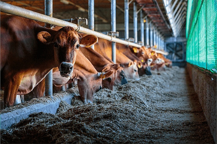 Thaco Agri của Chủ tịch Trần Bá Dương vừa tất toán lô trái phiếu 2.400 tỷ
