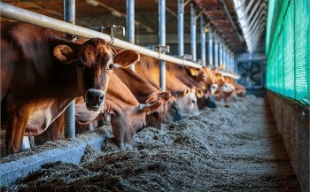 Thaco Agri của Chủ tịch Trần Bá Dương vừa tất toán lô trái phiếu 2.400 tỷ