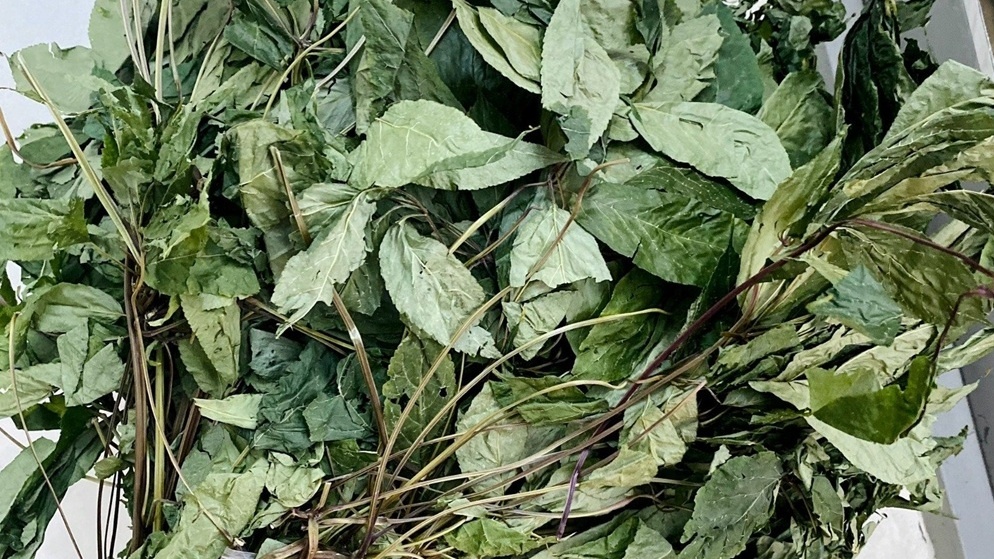 Loại lá cây dùng để pha trà, chỉ có ở Việt Nam, giá ngất ngưởng tới 150 triệu đồng/kg