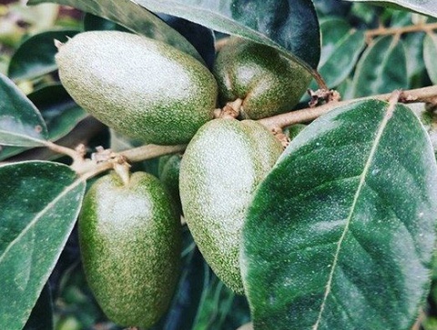Loại quả chua lè xưa cho không ai lấy nay thành đặc sản 'hái ra tiền', giá siêu đắt đỏ