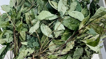 Loại lá cây dùng để pha trà, chỉ có ở Việt Nam, giá ngất ngưởng tới 150 triệu đồng/kg