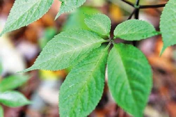 Loại lá cây dùng để pha trà, chỉ có ở Việt Nam, giá ngất ngưởng tới 150 triệu đồng/kg