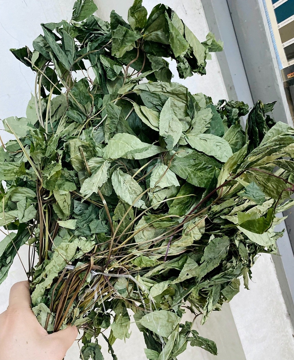 Loại lá cây dùng để pha trà, chỉ có ở Việt Nam, giá ngất ngưởng tới 150 triệu đồng/kg