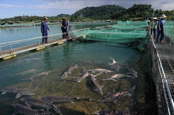 Cá tầm Trung Quốc đội lốt hàng Việt, nông dân Lào Cai kêu cứu, chính quyền hành động khẩn