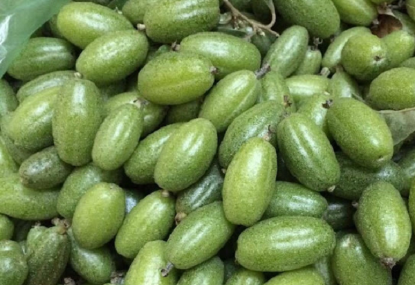 Loại quả chua lè xưa cho không ai lấy nay thành đặc sản 'hái ra tiền', giá siêu đắt đỏ