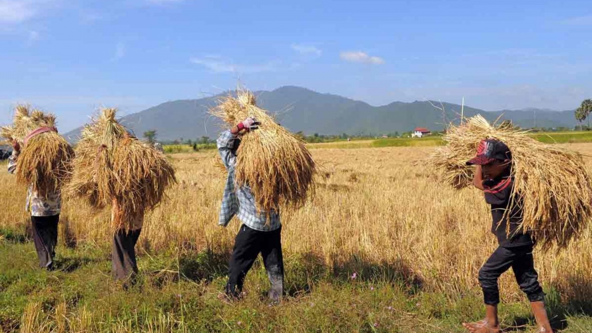 Giá ‘hạt vàng’ rớt thê thảm, chưa nổi 4.000 đồng/kg rẻ hơn cả 1 viên kẹo, nông dân quốc gia này sốc nặng: Thủ tướng phải đích thân vào cuộc