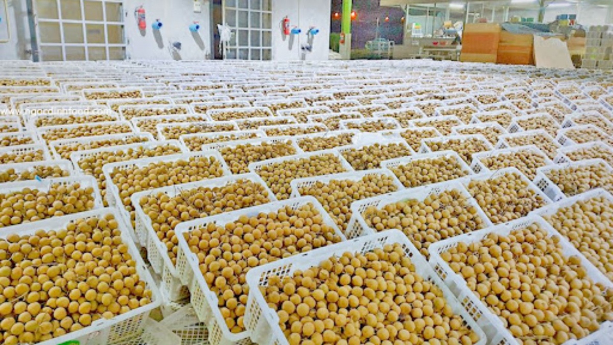 Trung Quốc ồ ạt thu mua một loại quả 'vương giả chi quả' của Việt Nam, nước ta dự kiến có sản lượng hơn 50.000 tấn