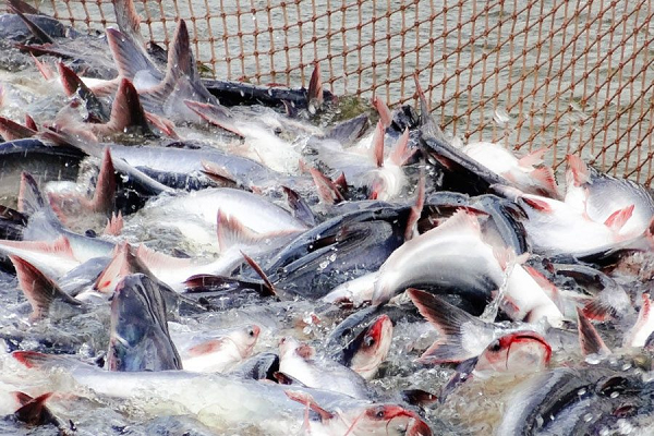 Xuất khẩu tăng tốc, Việt Nam bỏ túi 1,2 tỷ USD chỉ trong 7 tháng nhờ mặt hàng này