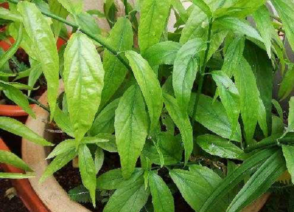 Cây dại mọc bờ rào xưa không ai ngó nay thành đặc sản nức tiếng vì hương vị lạ, giá tới 100.000 đồng/kg