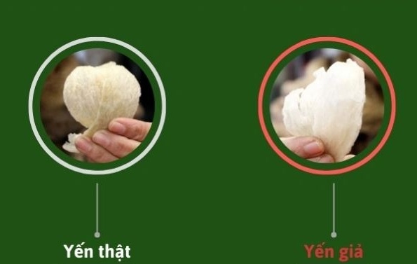 Chưa nắm rõ 5 cách phân biệt yến giả dễ dàng bằng mắt thường này thì đừng vội đặt mua yến