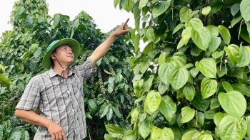 Nông dân Gia Lai phấn khởi trồng loại ‘cây tỷ đô’ trái vụ, giá bán cao gấp đôi, đối tác bao tiêu và rất được chuộng ở Thái Lan