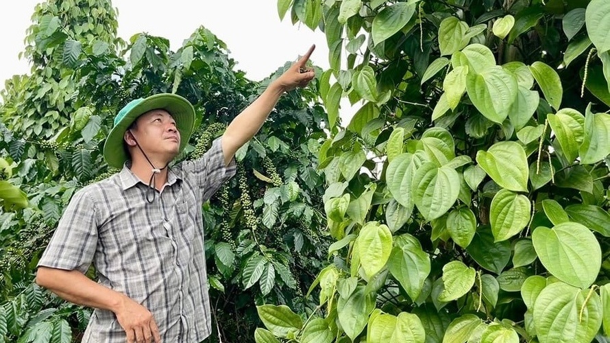 Nông dân Gia Lai phấn khởi trồng loại ‘cây tỷ đô’ trái vụ, giá bán cao gấp đôi, đối tác bao tiêu và rất được chuộng ở Thái Lan