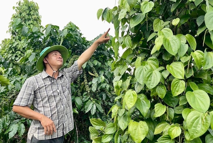 Nông dân Gia Lai phấn khởi trồng loại ‘cây tỷ đô’ trái vụ, giá bán cao gấp đôi, đối tác bao tiêu và rất được chuộng ở Thái Lan