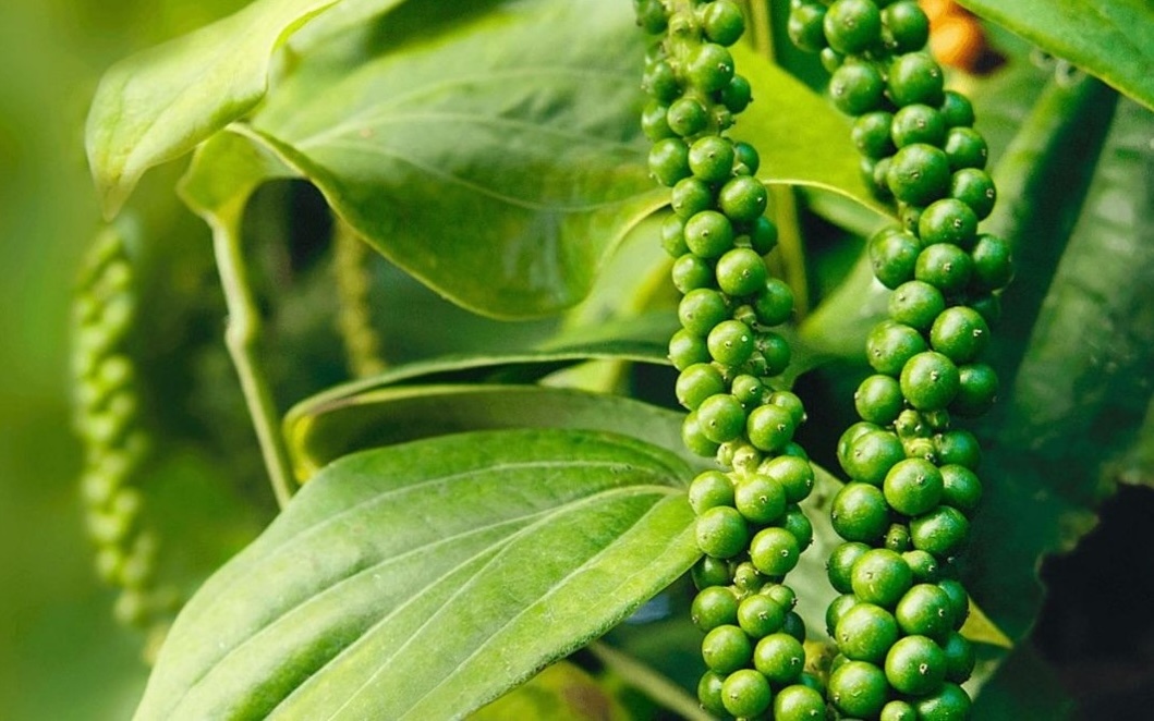 Nông dân Gia Lai phấn khởi trồng loại ‘cây tỷ đô’ trái vụ, giá bán cao gấp đôi, đối tác bao tiêu và rất được chuộng ở Thái Lan