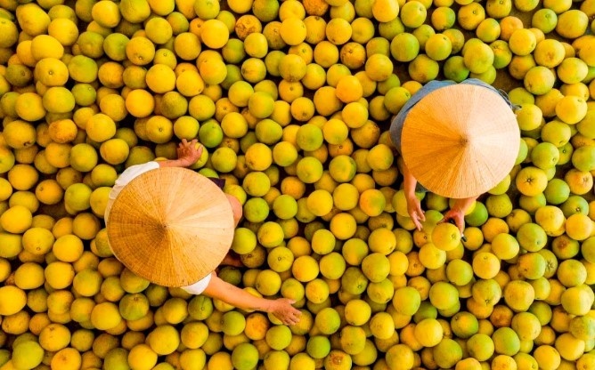 'Đệ nhất danh quả' đang vào mùa, một địa phương gấp rút thu hoạch sớm và chằng chống bảo vệ cây trước bão số 5