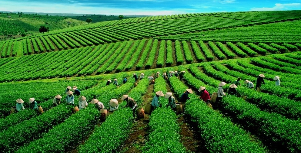 Xuất khẩu chè của Việt Nam chững lại, thị trường toàn cầu dư cung