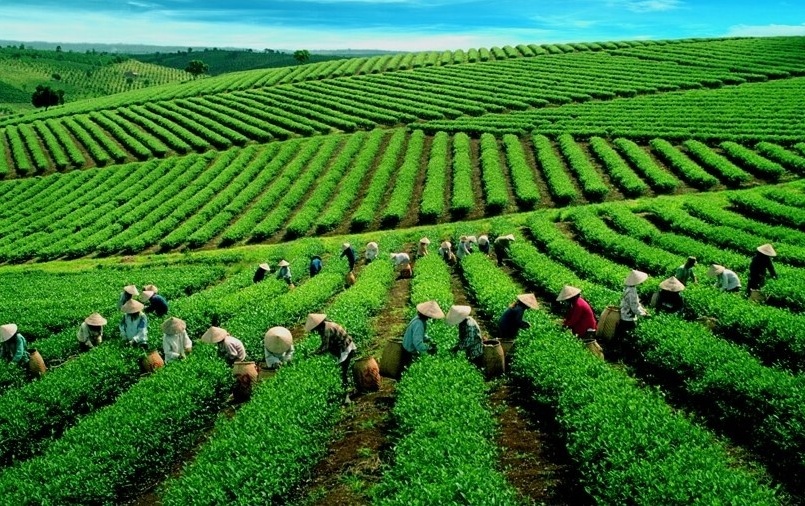 Xuất khẩu chè của Việt Nam chững lại, thị trường toàn cầu dư cung