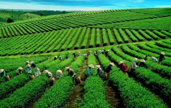 Xuất khẩu chè của Việt Nam chững lại, thị trường toàn cầu dư cung