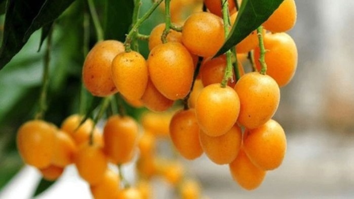 Loại quả chua ngọt giá rẻ như rau tại Việt Nam, phiên bản không hạt ở Trung Quốc bán đắt 10 lần vẫn cháy hàng