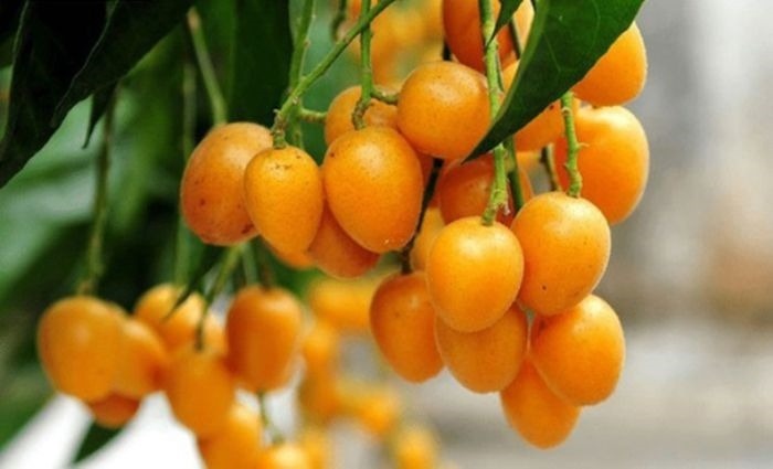 Loại quả chua ngọt giá rẻ như rau tại Việt Nam, phiên bản không hạt tại Trung Quốc bán đắt 10 lần vẫn cháy hàng