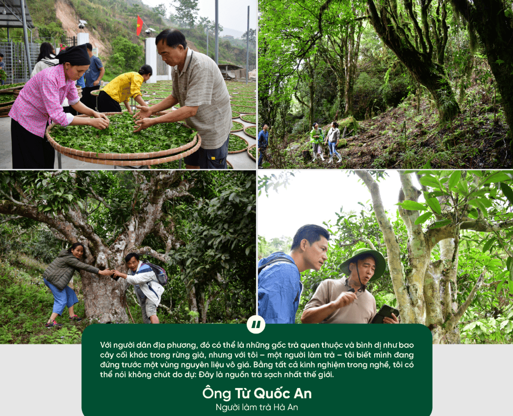 Người ngoại quốc giữa núi rừng Hà Giang và hành trình nghiên cứu đưa trà shan cổ thụ Việt xứng tầm thế giới