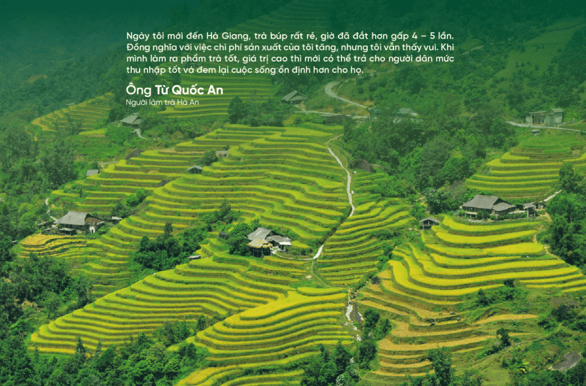 Người ngoại quốc giữa núi rừng Hà Giang và hành trình nghiên cứu đưa trà shan cổ thụ Việt xứng tầm thế giới
