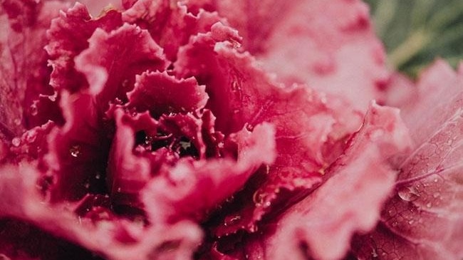 Loại rau 'anh em' với xà lách nhưng giá gần 1 triệu đồng/kg, màu hồng đẹp lạ và mới xuất hiện tại Việt Nam