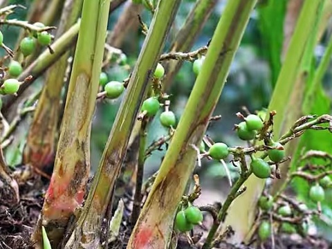 Việt Nam trồng thành công loại gia vị đắt thứ 3 thế giới, nửa năm xuất khẩu hơn 1.600 tấn, thu 15,3 triệu USD