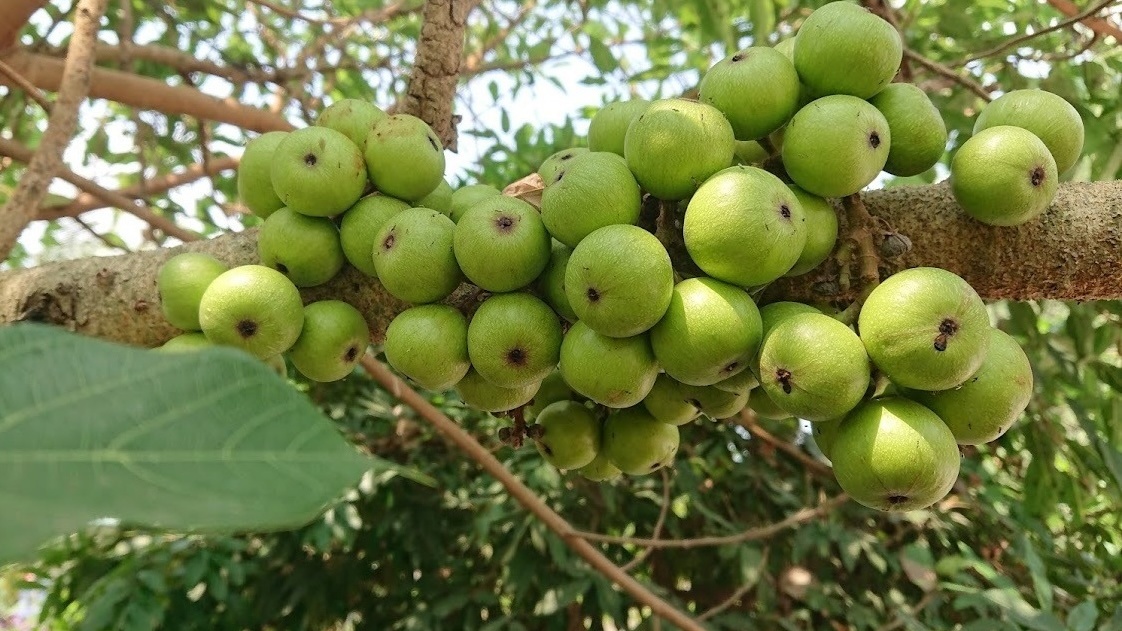 Loại quả quen thuộc thường mọc ven bờ ao, góc vườn nay ‘lên đời’: Dân phố săn đón, bán lên tới 200.000 đồng/1kg nhưng rất bổ