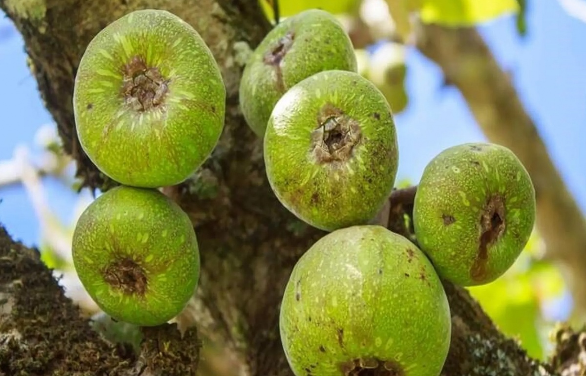 Loại quả quen thuộc thường mọc ven bờ ao, góc vườn nay ‘lên đời’: Dân phố săn đón, bán lên tới 200.000 đồng/1kg nhưng rất bổ