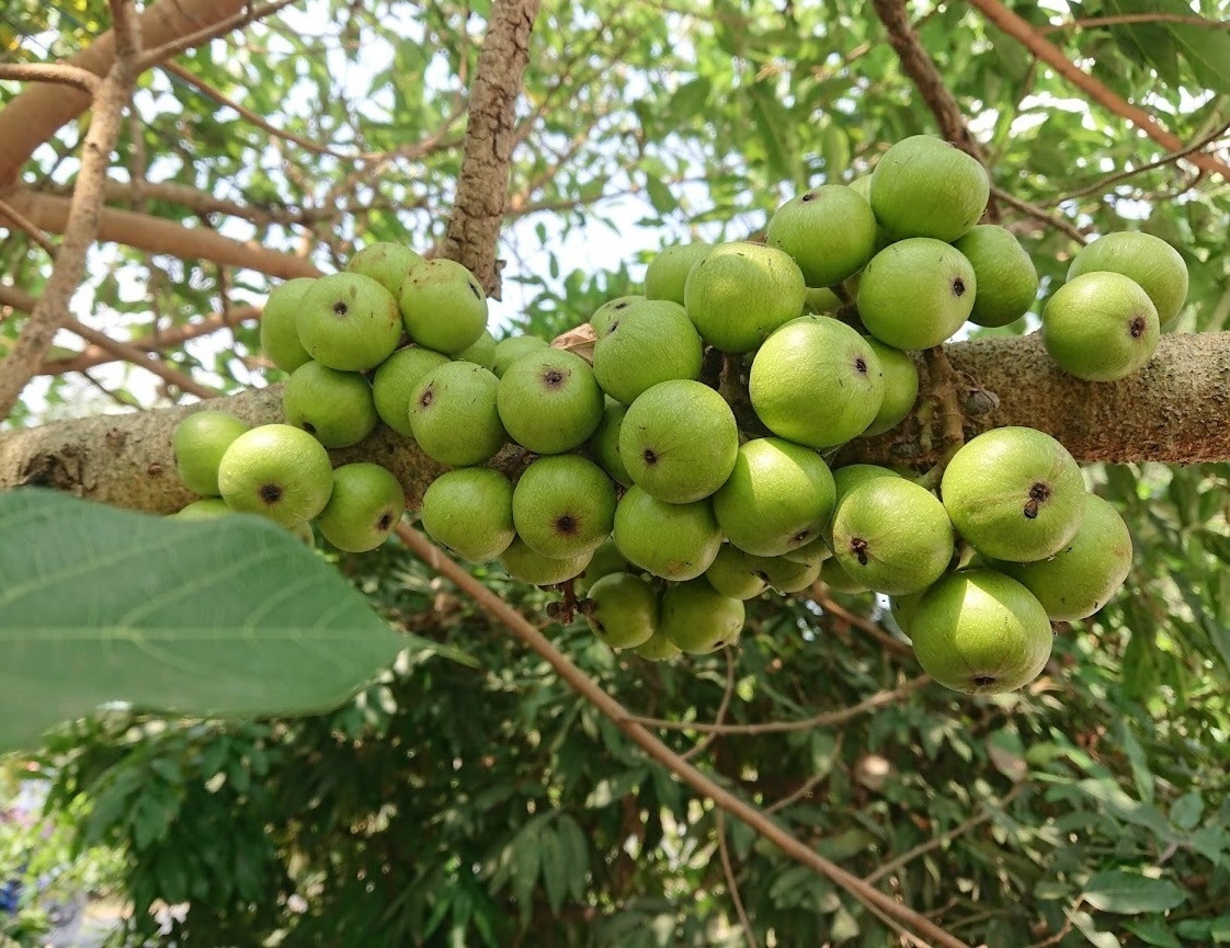 Loại quả quen thuộc thường mọc ven bờ ao, góc vườn nay ‘lên đời’: Dân phố săn đón, bán lên tới 200.000 đồng/1kg nhưng rất bổ