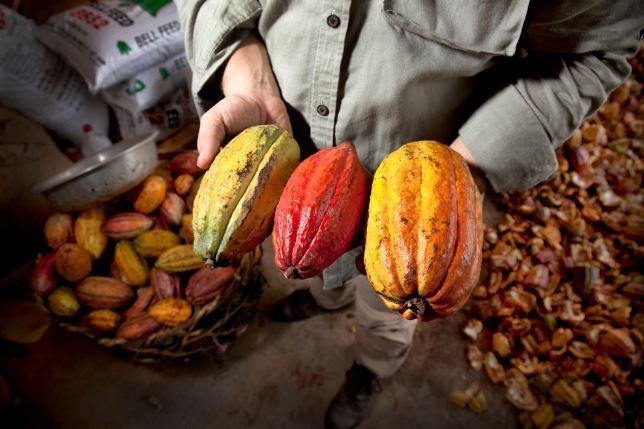 Giá cacao ở mức kỷ lục khiến chi phí sản xuất sô-cô-la tăng vọt, doanh nghiệp lẫn người tiêu dùng đều 'chịu trận'