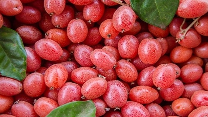 Thức quà vặt tuổi thơ cho không ai lấy, sang Trung Quốc thành cây cảnh giá tiền triệu mỗi gốc