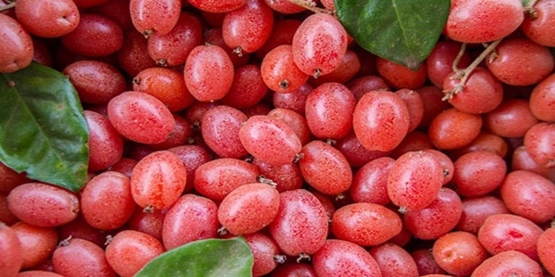 Thức quà vặt tuổi thơ cho không ai lấy, sang Trung Quốc thành cây cảnh giá tiền triệu mỗi gốc