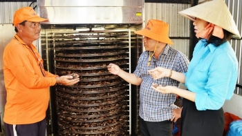 Anh nông dân An Giang sở hữu 500 ha lúa, chỉ nhờ trồng thêm cây nhàu ven ruộng bỏ túi trăm triệu đồng mỗi tháng