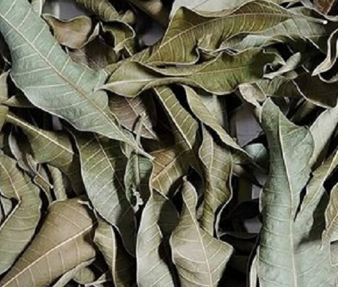 Loại lá có đầy ở Việt Nam, tưởng vô giá trị hóa ra phơi khô thành thảo dược quý, giá ra sao?