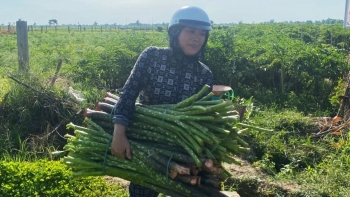 Nông dân Huế ‘lên đời’ nhờ tiên phong trồng loại cây đặc sản từng bước vào thơ ca: Dễ trồng nhưng lại ‘khó tính’, thu nhập hàng trăm triệu/năm