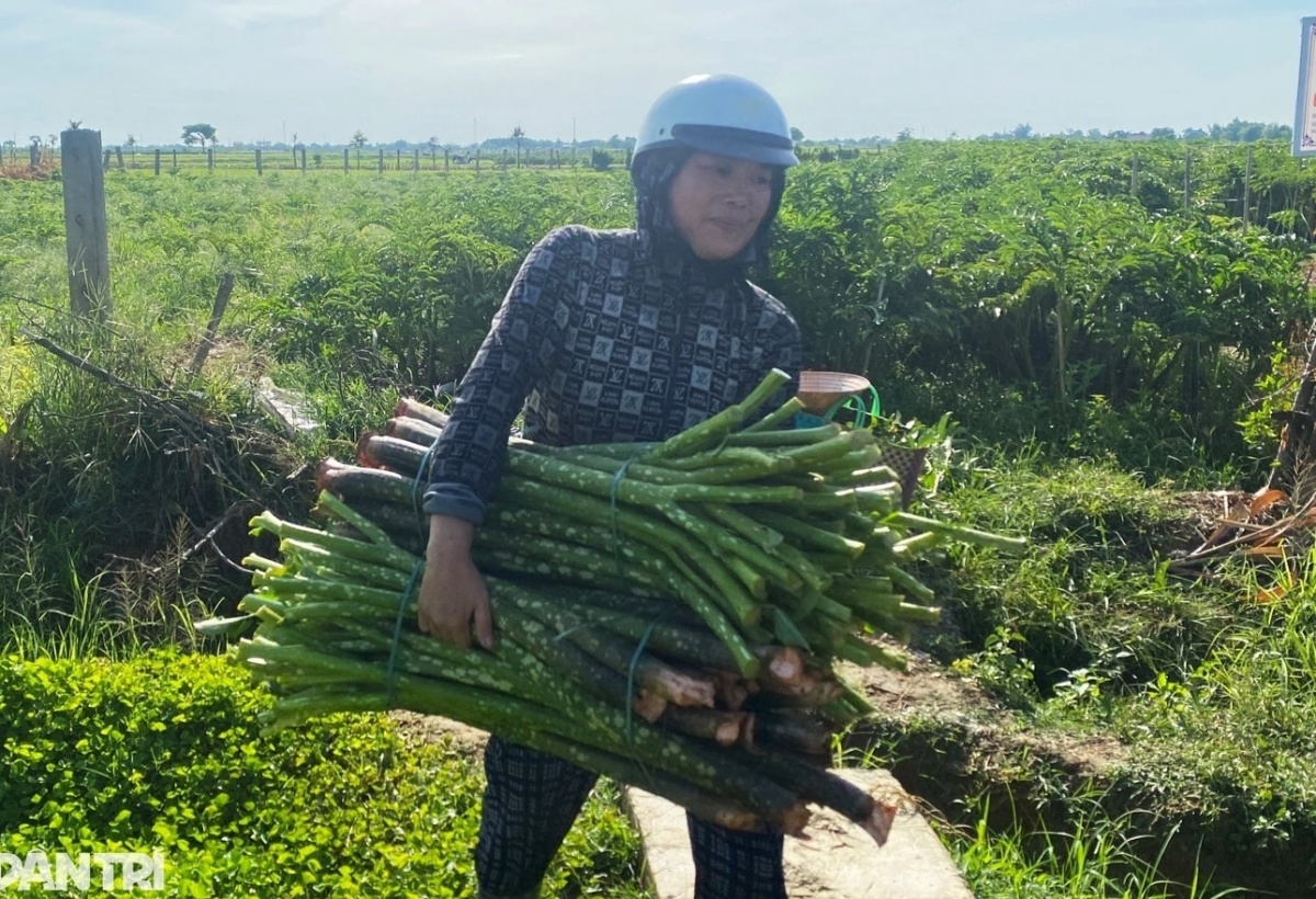 Nông dân Huế ‘lên đời’ nhờ tiên phong trồng loại cây đặc sản từng bước vào thơ ca: Dễ trồng nhưng lại ‘khó tính’, thu nhập hàng trăm triệu/năm