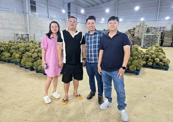 Buôn sầu riêng như HAGL, nhưng cổ phiếu một doanh nghiệp khác chỉ bằng nửa giá sổ sách