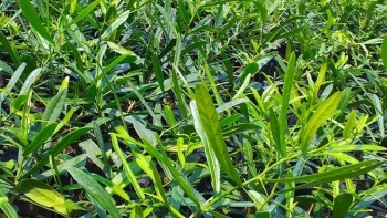 Loại cây từng bị tận diệt tại Nam Trung Bộ nay trở thành 'vàng xanh', bán rễ giá chục triệu/kg