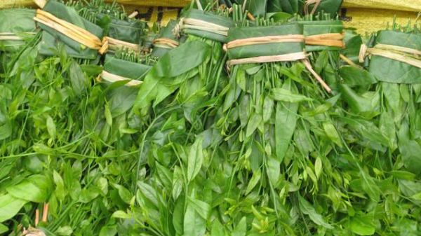 Đặc sản độc lạ từ cây dại, hương vị lạ miệng, bán 200.000 đồng/kg vẫn hết veo, người thành phố mê mẩn