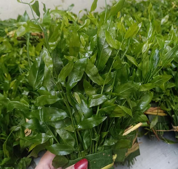 Đặc sản độc lạ từ cây dại, hương vị lạ miệng, bán 200.000 đồng/kg vẫn hết veo, người thành phố mê mẩn
