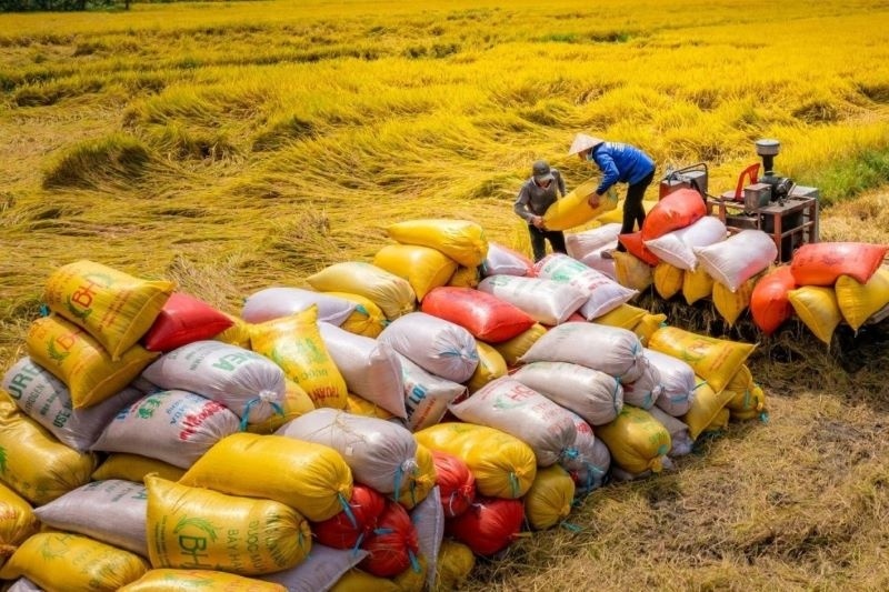 Tổng kim ngạch xuất khẩu nông lâm ngư nghiệp 8 tháng đầu năm đạt hơn 45 tỷ USD