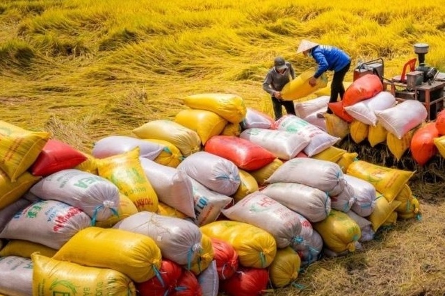 Tổng kim ngạch xuất khẩu nông lâm ngư nghiệp 8 tháng đầu năm đạt hơn 45 tỷ USD