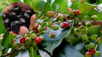 Quả dại có tên gọi 'bốc mùi' ở ven rừng: Xưa không ai ngó đến, nay thành đặc sản hiếm giá nửa triệu đồng/kg