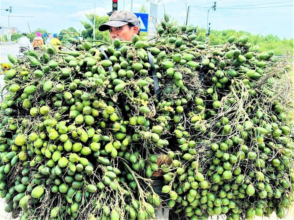 Trồng loại cây 'nhàn hạ', nông dân Quảng Ngãi vẫn thu lãi dù giá giảm sâu