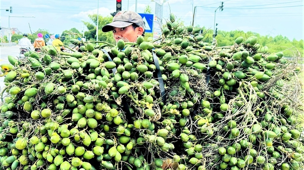 Trồng loại cây 'nhàn hạ', nông dân Quảng Ngãi vẫn thu lãi dù giá giảm sâu
